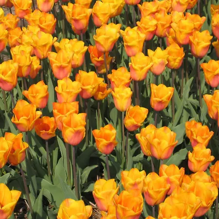 Ibis Styles 3* Haarlem