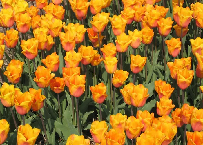 Ibis Styles 3* ハーレム