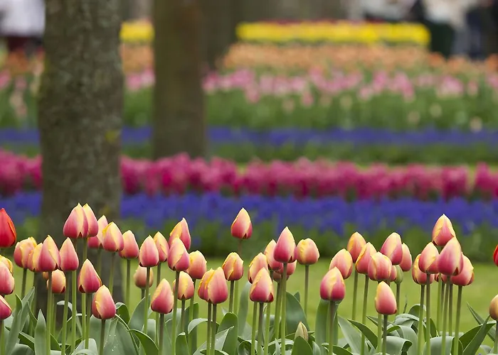 Ibis Styles ホテル ハーレム