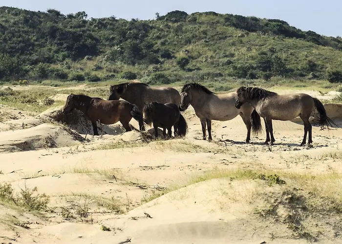Ibis Styles ホテル ハーレム